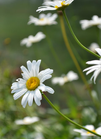 chamomile flower in the fieldの写真素材