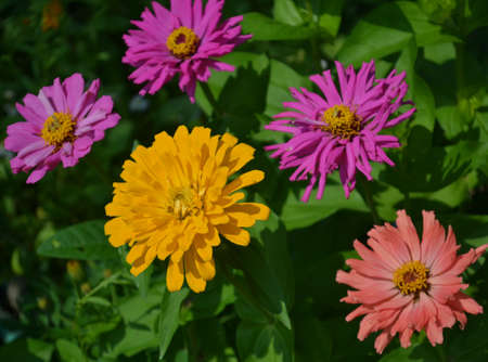 beautiful flowers of different colorsの写真素材