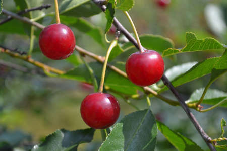 cherry berry in the summer gardenの写真素材