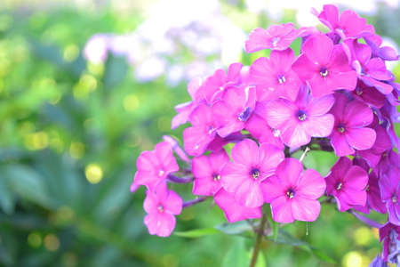 purple flower on a sunny dayの写真素材