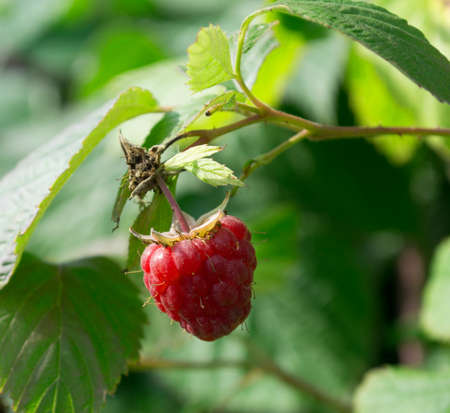 raspberry berry close-upの写真素材