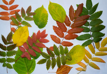 autumn leaves of mountain ash