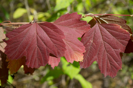 red leaves on a branch in the autumn forestの写真素材