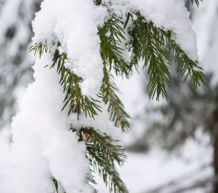 a branch of a fir tree under the snowの写真素材