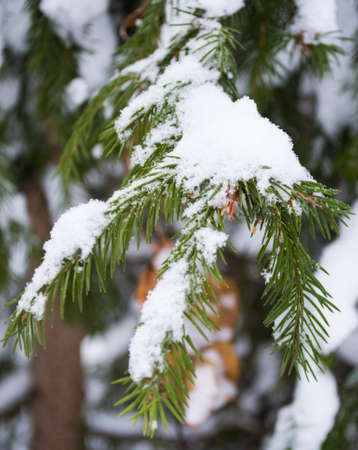 a branch of a fir tree under the white snowの写真素材