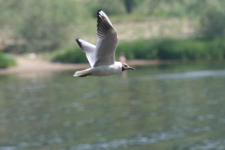 White bird Seagull flying on a background of the river