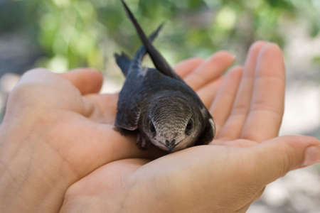 Nestling black swift sits in the handsの写真素材