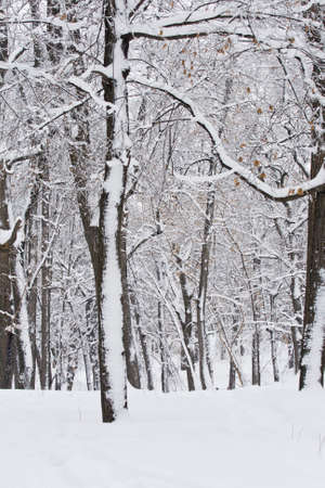 winter forestの写真素材