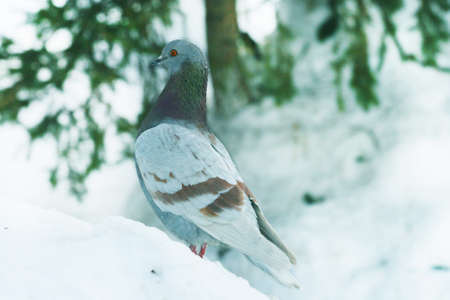 Bird dove sitting on the snow on background of a winter forestの写真素材