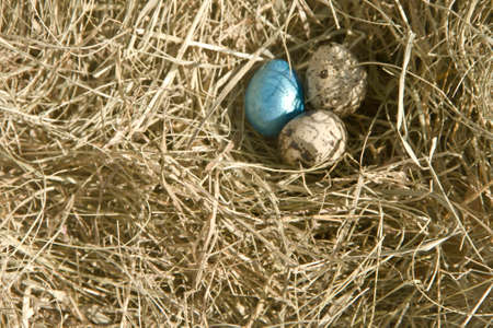 Three eggs on the grass, one brightly decorated for the holidayの写真素材