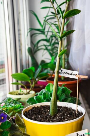 Green plants and flowers on the windowsill in a city apartment. Tropical zamioculcas, Green leavesの写真素材