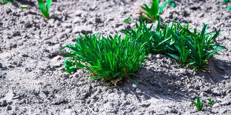Small green bushes, lawns, plants, grass growing on the ground. Macro, home gardening, chive growing near a rhubarb in a gardenの写真素材