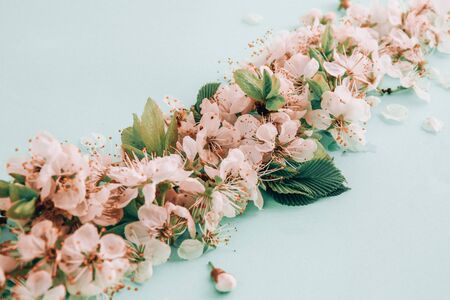 Spring blossom concept. apricot cherry blossom flower on blue pastel background, in bloom flowers, spring time, selective focusの写真素材