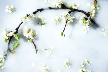 Delicate white and pink flowers with green leaves in white water. In bloom concept. Seasonal abstract background. Spring mood, spring timeの写真素材