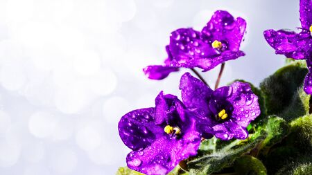 Blue Saintpaulia on a white background blue flowers and water drops, violet in bloom, copy space for...