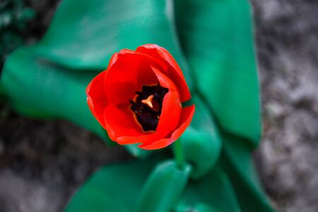 Red tulips in close-up. Open and closed bud tulip. Bright tulip flowers from all sides. Flowers for the holiday of spring. Beautiful flowers, Spring time gardeningの写真素材