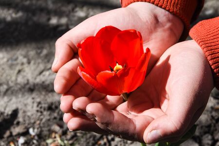 red tulip in the hands of nature, Close up worker s hand holding a red tulip in garden. Selected focus conceptの写真素材