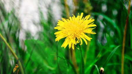 Yellow summer flower dandelion in the grass, Small yellow floret of young dandelion hiding in grassの写真素材