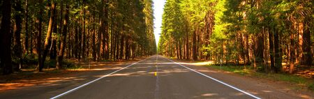 Road through an autumn forest, An autumn forest with a road, nice forest road, banner size, copy space for textの写真素材