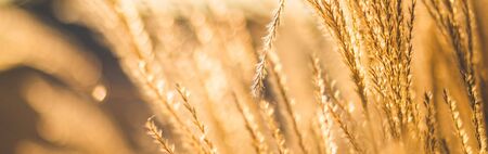 Wheat field. Ears of golden wheat close up. Beautiful Nature Sunset Landscape, banner sizeの写真素材