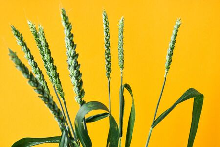 Bright background with ornament made of real grass. Grass close-up on a yellow background. Copy space for text., Cereal Plant backgroundの写真素材