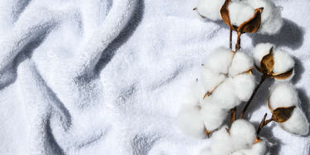 Flat lay Beautiful cotton branch on white fabric top view copy space. Natural cotton fabric texture. Delicate white cotton flowers. Light color cotton background. Eco textiles. Fabric backdropの写真素材