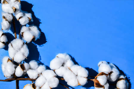 Fluffy cotton flowers on blue background, flat lay. Cotton flower branch with copy space. Top view. Flat lay. Flowers composition. Cozy winter and organic lifestyle concept. Bannerの写真素材