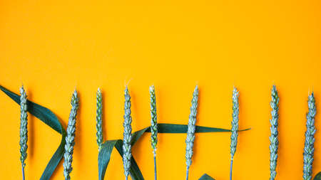 Bright background with ornament made of real grass. Grass close-up on a yellow background. Copy space for text., Cereal Plant backgroundの写真素材