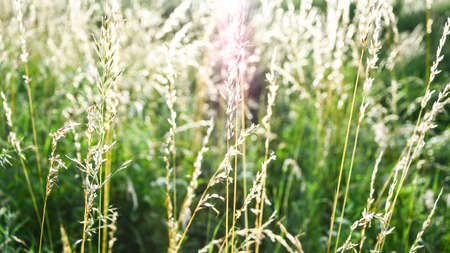 Pattern of green natural fresh grass leaves and herbs of a plant with sunlight. Springtime or summer background. Young triticale macroの写真素材
