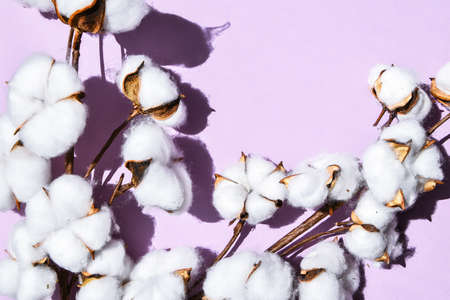 Fluffy cotton flowers on lilac background, flat lay. Cotton flower branch on gray background with copy space. Top view. Flat lay. Flowers composition. Cozy winter and organic lifestyle concept. Bannerの写真素材