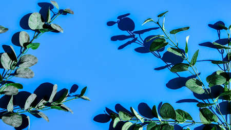 Eucalyptus leaves and branches on pastel pale blue background. Flat lay, top view, copy space. Hard light and shadowsの写真素材