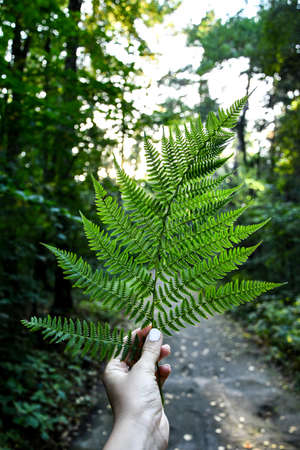 Vertical shot of female's hand holding a fern plant in the forest. Cottagecore. Naturecore. Enjoy...