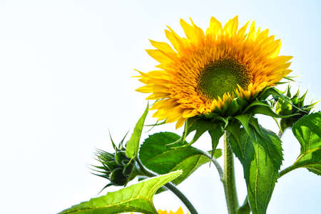 Sunflowers are blooming in a field at early fall sunlight, Beautiful sunflowers in garden with sunbeams, summer outdoor nature background. Copy space, Horizontal photoの写真素材