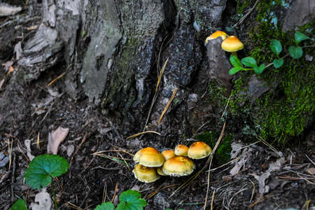 A group of orange mushrooms growing on an old fallen tree trunk. Galerina marginata, known as the Funeral Bell mushroom or deadly Galerina, a deadly poisonous mushroomの写真素材
