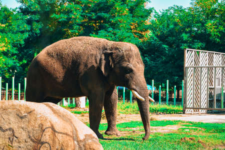 Elephant in zoo. Portrait of the Indian elephant. Asian elephant, Elephas maximusの写真素材