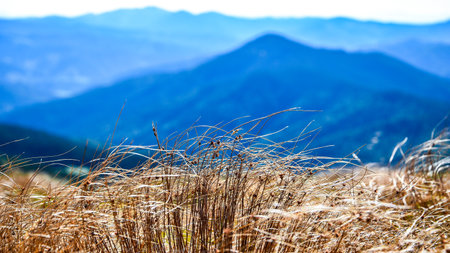 Abstract natural background with pampas grass against the backdrop of the blue sky and clouds in the mountains. Tall dry grass and mountain autumn landscape on the backdrop. Sunny autumn day. Panorama hills and valleys.の写真素材