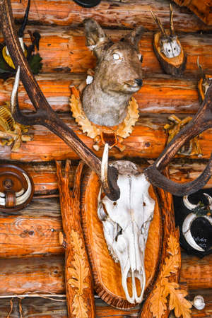 sun bleached skull of large animals such as cow, horse, or mule. hanging on wooden fencepost in desert on wooden wallの写真素材