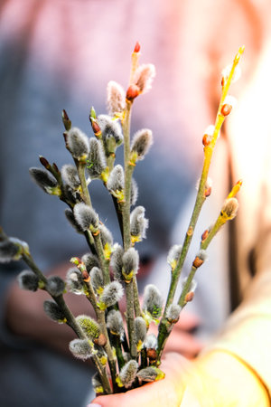 Female hand hold Willow branch on the background of trees and various branches. Brunch of the...