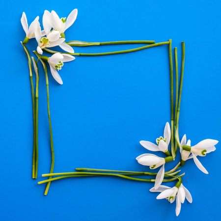 Flat lay composition with snowdrop flowers on color background, copy space for text. Square frame made of snowdrop. Holiday mock up greeting cardの写真素材