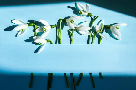 Composition with snowdrop flowers on color background, Creative layout made with snowdrop flowers on bright blue background. Flat lay. Spring minimal concept. Holiday mock up greeting card. Top viewの写真素材