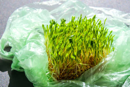 Young green plants in plastic bag. Ecology and Environment concept. Earth day concept. Global pollution of the planet. Seedling. Sustainable lifestyleの写真素材