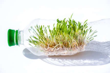 Young green plants in plastic bottle. Ecology and Environmental conversation. Earth day concept....