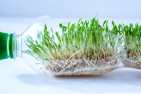 Young green plants in plastic bottle. Ecology and Environmental conversation. Earth day concept. Global pollution of the planet. Seedling. Sustainable lifestyle. Reuse plastic garbageの写真素材