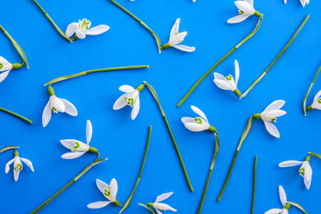 Snowdrop flower arranged on a blue background. Spring concept minimal pattern. Flat lay frame.の写真素材