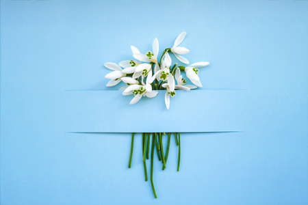 Composition with snowdrop flowers on color background, Creative layout made with snowdrop flowers on bright blue background. Flat lay. Spring minimal concept.の写真素材