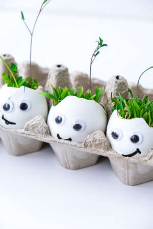 Fresh micro greens. Microgreens of arugula and cress grow in white egg shell with funny faces....