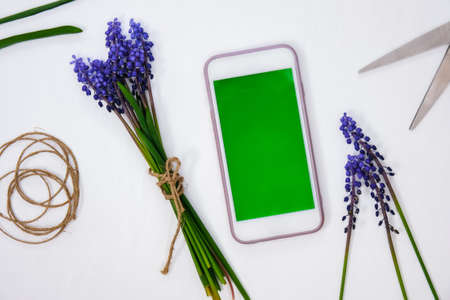 Mobile phone chroma key screen. Flat lay, top view. Small bouquet of blue hyacinths in florist workspace. Grape Hyacinth Muscari. First spring flowersの写真素材