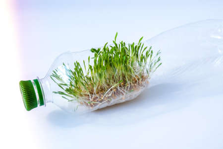 Young green plants in plastic bottle. Ecology and Environmental conversation. Earth day concept. Global pollution of the planet. Seedling. Sustainable lifestyle. Reuse plastic garbageの写真素材