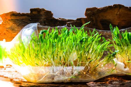 Young green plants in plastic bottle on tree bark. Ecology and Environmental conversation. Earth day...