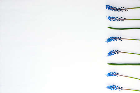 Postcard layout. Flat lay, top view. Small bouquet of blue hyacinths and copy space for text. Greeting card for holiday. Grape Hyacinth Muscari. First spring flowersの写真素材